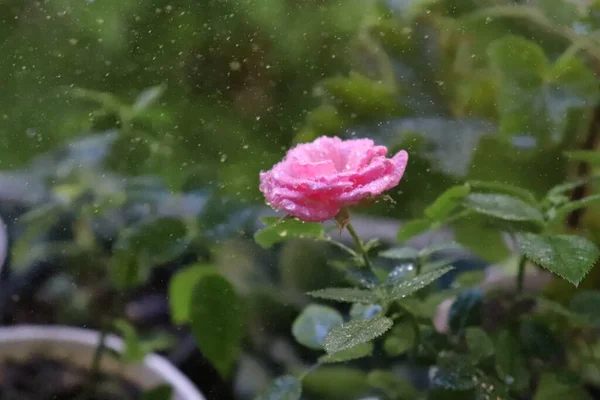 Belle Rose Sous Pluie — Photo