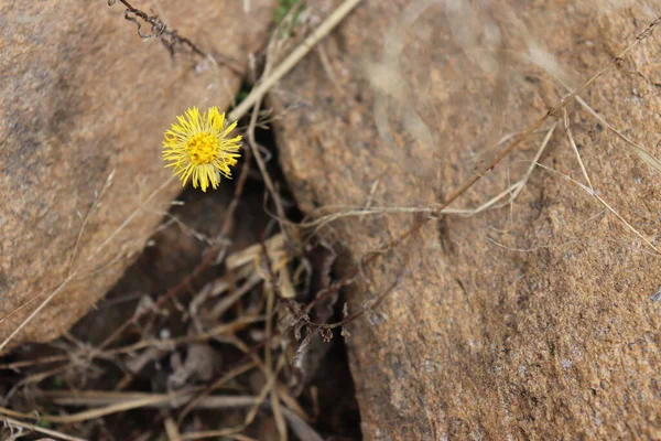 質感の石に黄色の花 — ストック写真