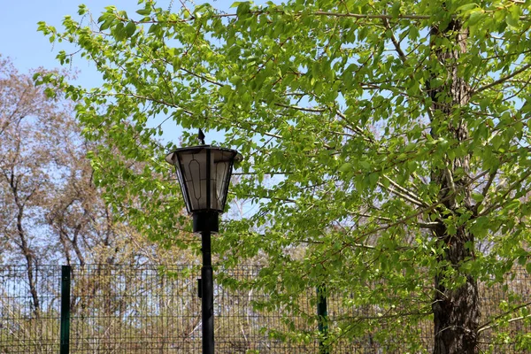 broken lantern on a background of green spring foliage in a sunny city alley
