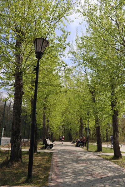 İnsanların banklarda dinlendiği güneşli bahar parkı, kavak sokağı.