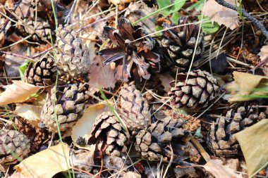 Kozalak ve iğnelerden kahverengi-sarı arka plan. arkaplan için doku