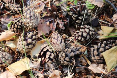 Kozalak ve iğnelerden kahverengi-sarı arka plan. arkaplan için doku