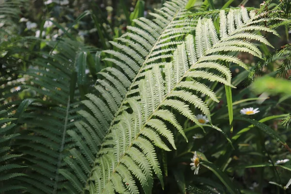 Fougère Par Une Journée Ensoleillée Coin Tropical — Photo