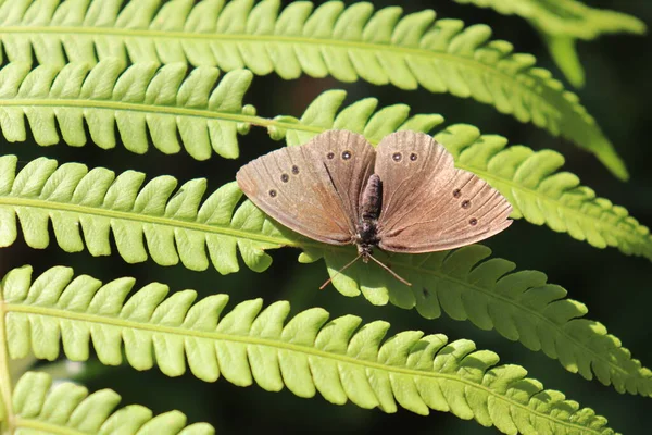 Mariposa Marrón Sobre Hojas Helecho Gran Patrón Follaje Texturizado — Foto de Stock