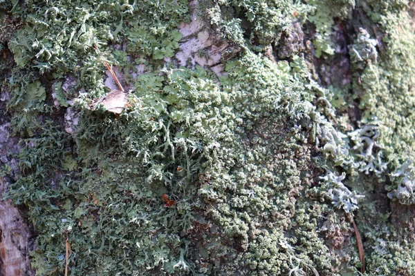 白桦树树皮上的绿色苔藓 纹理背景 — 图库照片