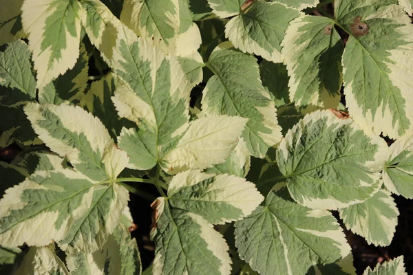 home plants texture background. bicolor green foliage texture.