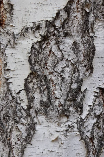 Björk Bark Konsistens Svart Och Vitt — Stockfoto