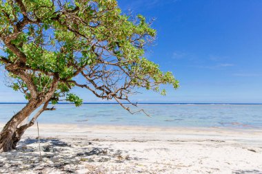 Fiji Coral Coast ışığında büyüyen mangroves