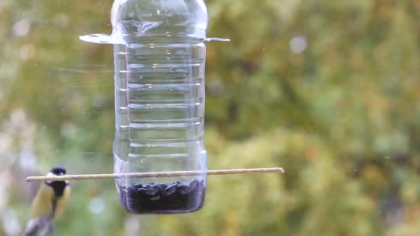 几只小蓝鸟主要飞到一个塑料瓶前吃种子 — 图库视频影像