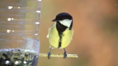 Birkaç küçük kuş Parus majör plastik şişeye doğru uçar ve tohumları yer. 