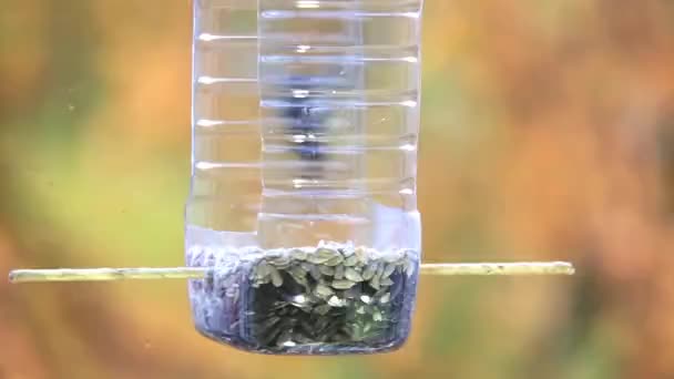 마리가 파랑새들 플라스틱 병으로 날아가 씨앗을 먹습니다 — 비디오