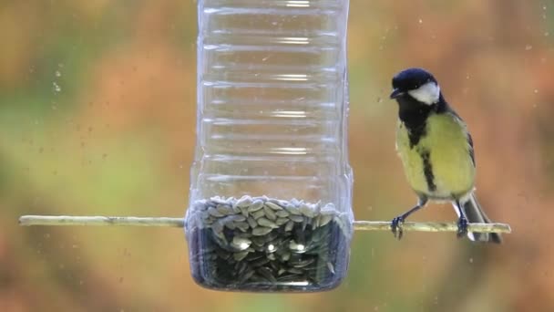 几只小鸟 主要是蓝鸟 飞到一个塑料瓶前吃种子 — 图库视频影像