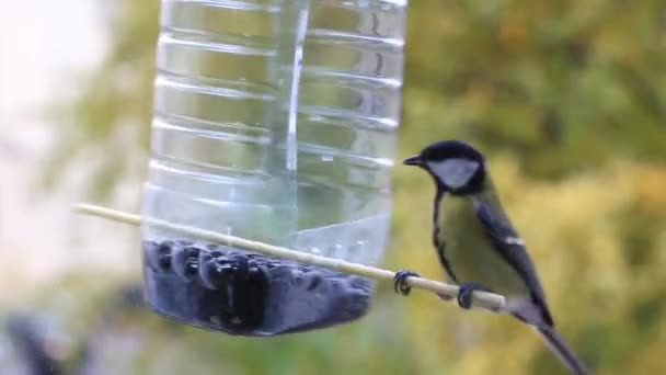 いくつかの小さな鳥ブルーバードパルス少佐はペットボトルに飛び 種を食べる — ストック動画