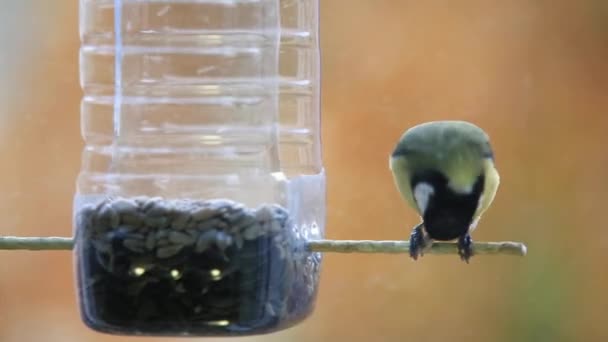 Few Small Birds Bluebirds Parus Major Fly Plastic Bottle Eat — Stock Video