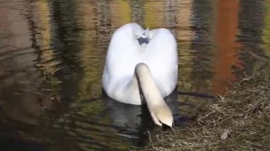 Beyaz Kuğu yüzer, yosunu sudan çıkarır ve onu yer.