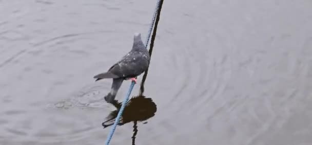 Pombo Pássaro Cinza Urbano Balança Uma Corda Bebe Água Uma — Vídeo de Stock