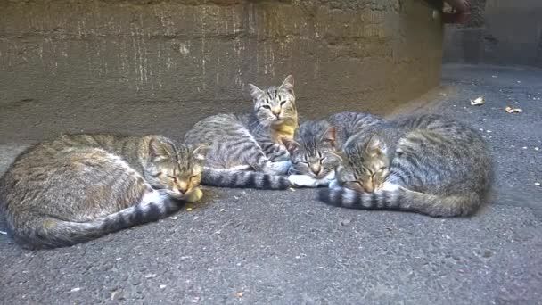 Diversi Gatti Cortile Grigio Dormire Contro Muro Della Casa Poi — Video Stock