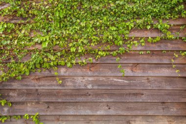 Sarmaşık yaprakları parlak kırmızı ahşap bir duvarın üzerine örtülmüş..