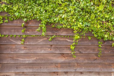 Sarmaşık yaprakları parlak kırmızı ahşap bir duvarın üzerine örtülmüş..