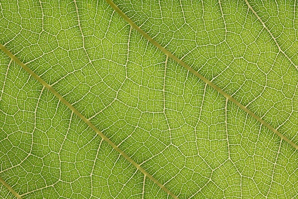 Texture Des Feuilles Pour Fond Fond Abstrait — Photo