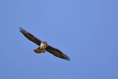 Boz kartal (Aquila fasciata), Yunanistan