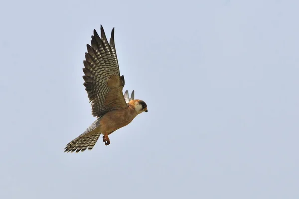 Красноногий Сокол Falco Vespertinus Греция — стоковое фото