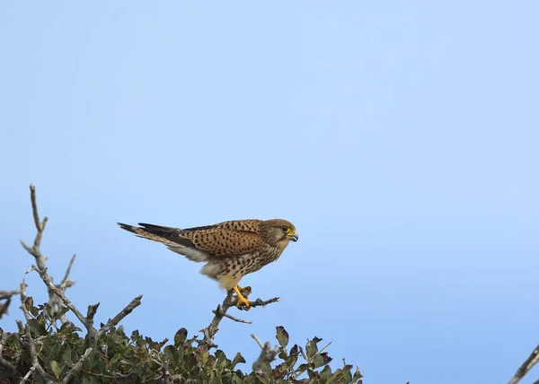Faucon Crécerelle Falco Tinnunculus — Photo