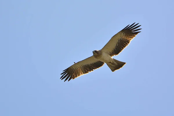 Booted Eagle Hieraaetus Pennatus Grécia — Fotografia de Stock
