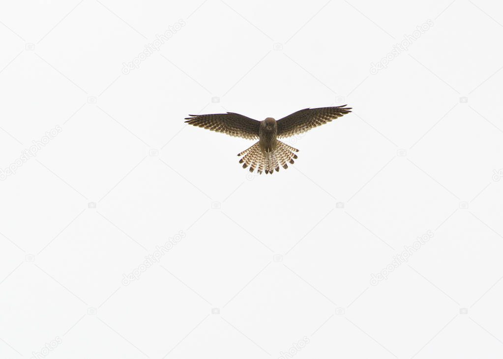 Common Kestrel (Falco tinnunculus), Crete