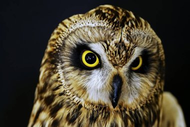Kır baykuşu (ASIO flammeus), Yunanistan