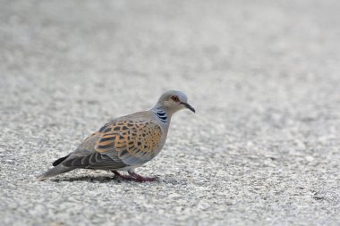 Avrupa kumru (Streptopelia turtur), Yunanistan
