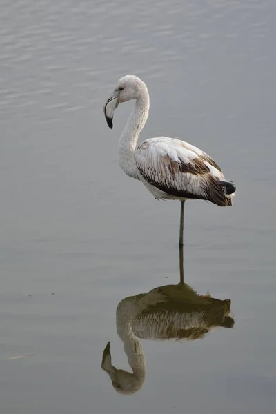 Greater Flamingo Phoenicopterus Roseus Grécia — Fotografia de Stock