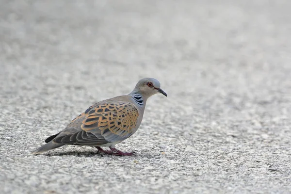 Avrupa kumru (Streptopelia turtur), Yunanistan