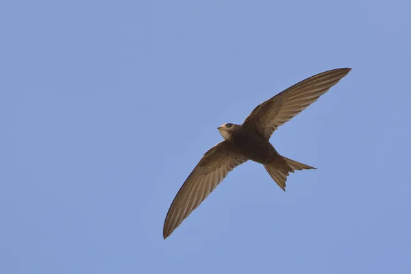 Apus Apus Common Swift European Swift Swift Grecia — Foto de Stock