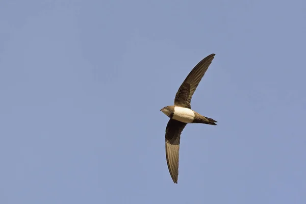 Alp Swift (Apus melba), Yunanistan