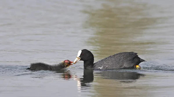 Coot Fulica Atra Crete — Stock Photo, Image