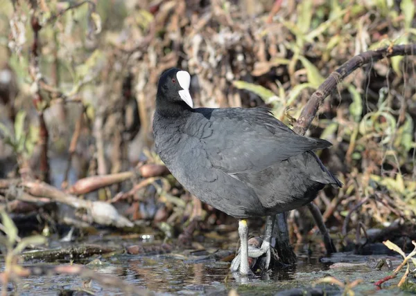 Coot Fulica Atra Crete — 图库照片