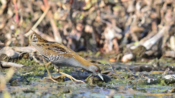 Baillon 'dan Crake (Zapornia pusilla), Yunanistan