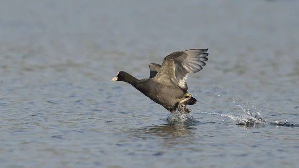 Coot Fulica Atra Creta — Foto de Stock