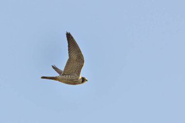 Avrasya Şahini (Buteo buteo), Yunanistan