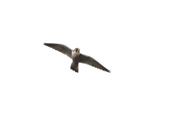 Peregrine Falcon (Falco peregrinus), Yunanistan