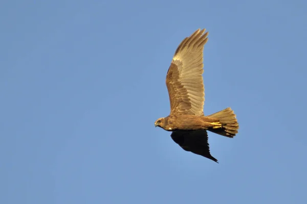 Marsh Harrier Circus Aeroginosus Creta — Fotografia de Stock