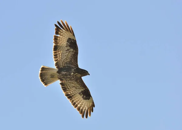 Eurasian Buzzard Buteo Buteo Grèce — Photo