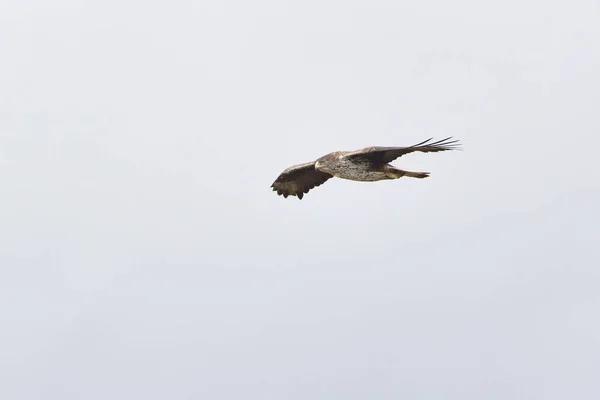 Águia Bonelli Hieraaetus Fasciatus Grécia — Fotografia de Stock