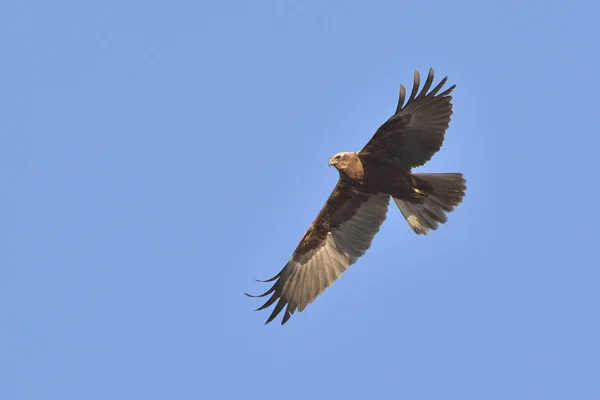 Marsh Harrier (Circus aeroginosus), Girit