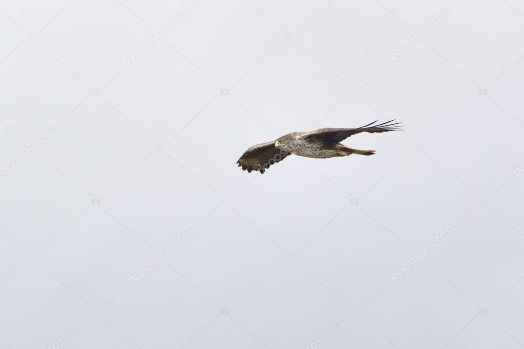 Bonelli's Eagle (Hieraaetus fasciatus), Greece