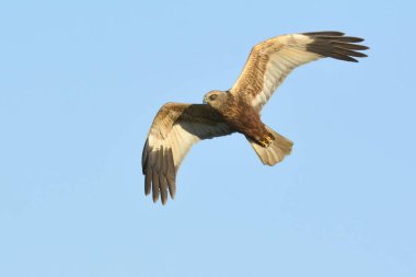 Marsh Harrier (Circus aeroginosus), Girit