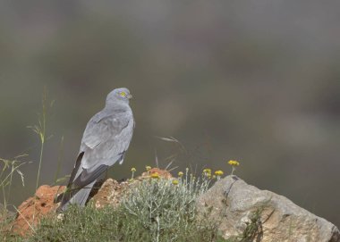 Montagu 'nun Harrier' i (Circus pygargus). Yunanistan
