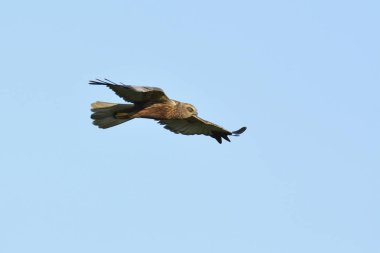 Marsh Harrier (Circus aeroginosus), Girit
