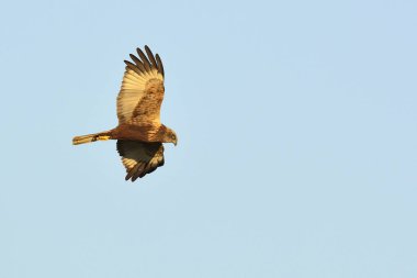 Marsh Harrier (Circus aeroginosus), Girit